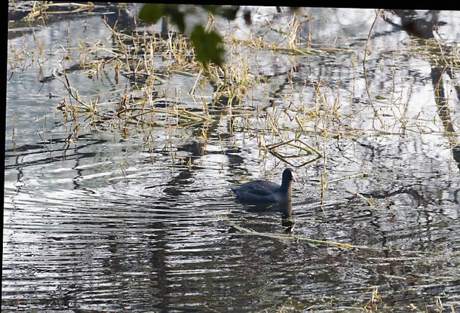 Keoladeo national park-090